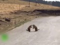 Драка двух сурков в Китае попала на видео