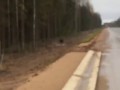 Лось перелазит через забор