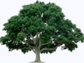 tree_PNG212