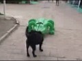 when_pets_play_03