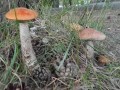 fungi