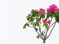 free-high-resolution-clip-art-819379.1png