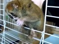 Лемуры, Самые Симпатичные Животные На Земле!