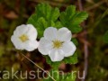 Цветение морошки: красота природы.