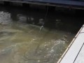 мальки