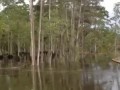 Рзмытый берег , вместе с лесом ушёл под воду .
