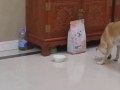 Кот обманул собакена