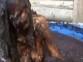 Купание в бассейне с шоколадом ...