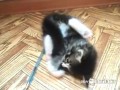 Коты и собаки. Разница на лицо.