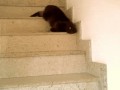 котэ жидкость