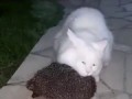массажный ёж