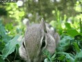 funny-gfis-chipmunks-are-cute