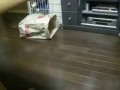Котопёс