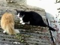 Сердитые коты. Angry cats talking