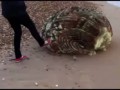 Странный предмет выбросило на берег Японии