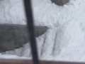 барсик