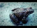 Хаски и лягушка