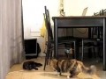 манчкин прыгает