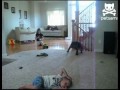 Clueless canine squats on kid's head