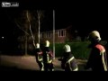 собака помогает пожарным оттаскивать дерево