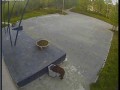 Медвежонок в Апатитах