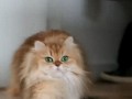 Котик