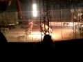 Тигр отужинал дрессировщиком