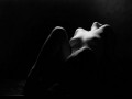 37_bw_ero