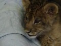 Lion Cub Gives Us His Best Roar