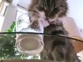 Кот и молоко