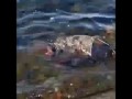 Близок локоток, да не укусишь!
