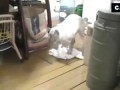 Кот моет пол