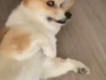 Corgi Disapproves of Anyone Sneezing Around Him