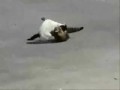 Котодраки