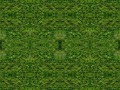 grass 2+++