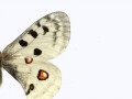 butterfly-mesh-max-1 (1)