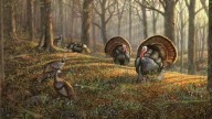 0_40208_d5fd57bd_XL