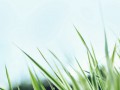 grass_sky_background_close-up_67997_1680x1050