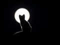 cat-silhouette-kitten-Moon-1261643