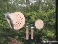 Для белки миссия не выполнима