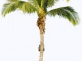 palm_tree_6