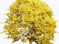 png-transparent-yellow-petaled-flowers-illustration-shrub-forsythia-flower-tree-blooming-forsythia-b