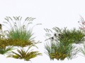 GRASS_12