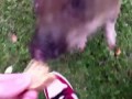 Симпатичные Микро Свинья Компиляция