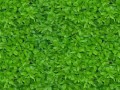 foliage-texture_,2820,29.jpg.pagespeed.ce.Hj8JV5HWS1
