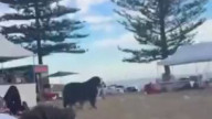 New video shows the terror at Bondi Beach