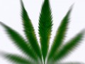 marijuana_leaf