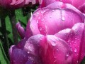 orig (6)