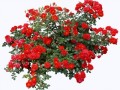 flower-013