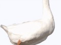 duck_PNG5038
